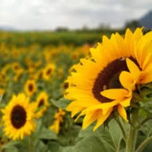 Meet your Posher, Zoe